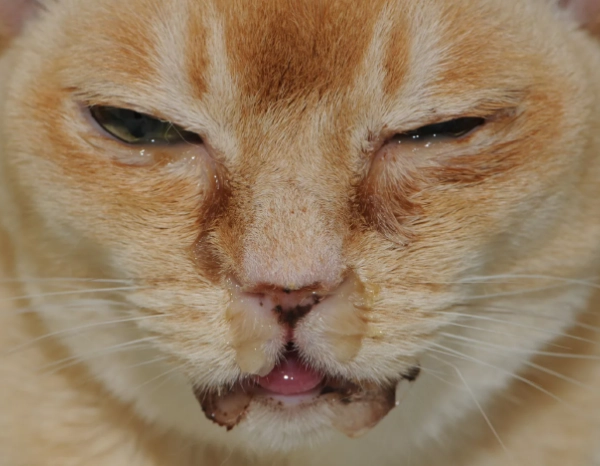 feline herpesvirus transmission