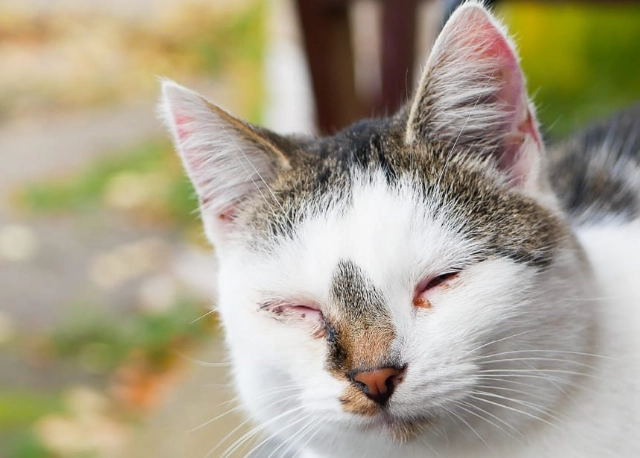 feline herpes symptoms