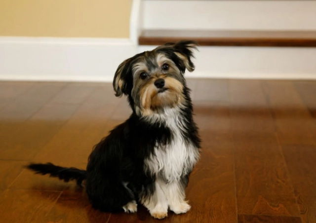 morkie puppy morkie puppy