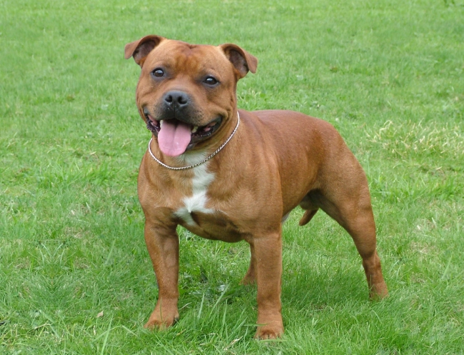 staffordshire bull terrier staffordshire bull terrier
