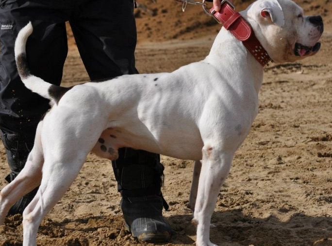 american bulldog health issues