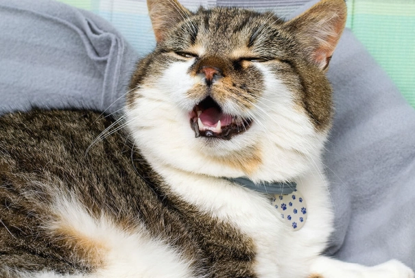 feline herpes treatment