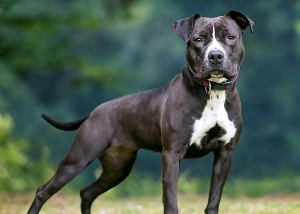 american pitbull terrier