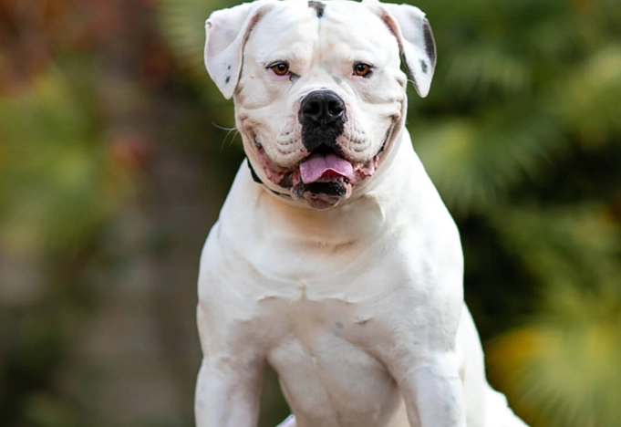 american bulldog health issues