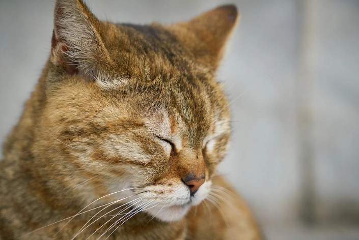feline herpesvirus transmission