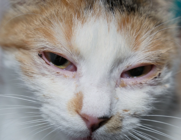 feline herpes symptoms