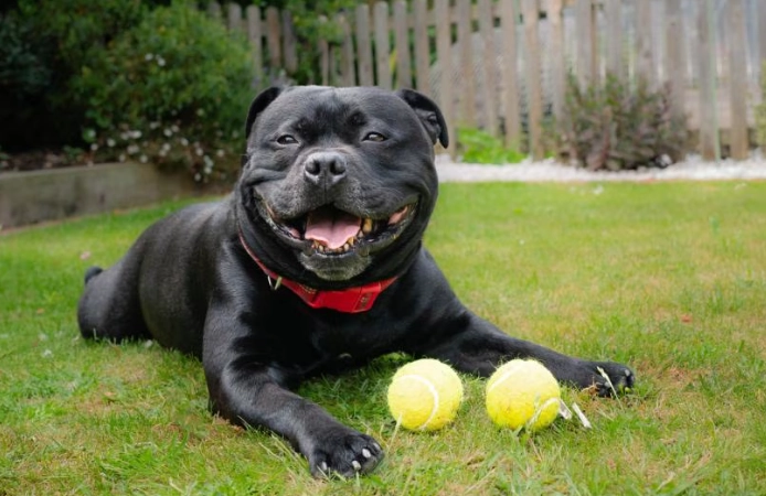staffordshire bull terrier temperament