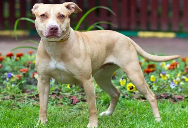 pit bull training tips