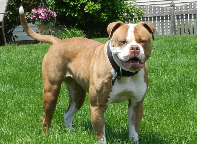 american bulldog temperament