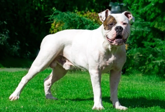 american bulldog temperament