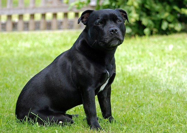 staffordshire bull terrier temperament