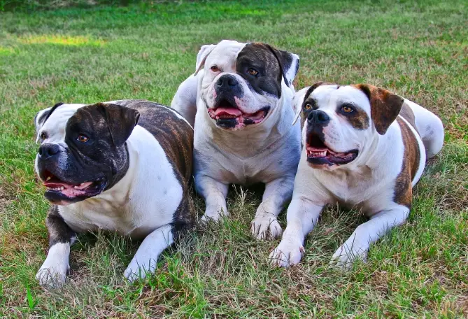 american bulldog health issues