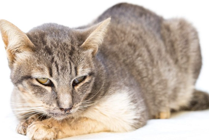 feline herpesvirus transmission