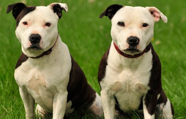 staffordshire bull terrier care