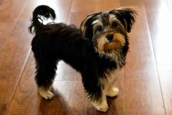 morkie temperament morkie temperament