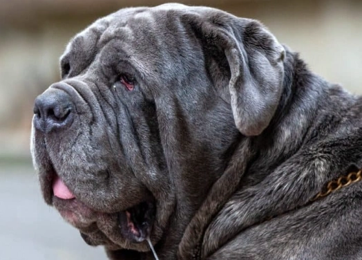 largest dog breed
