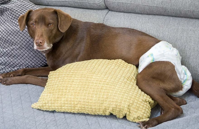 how long does a dog stay in heat how long does a dog stay in heat