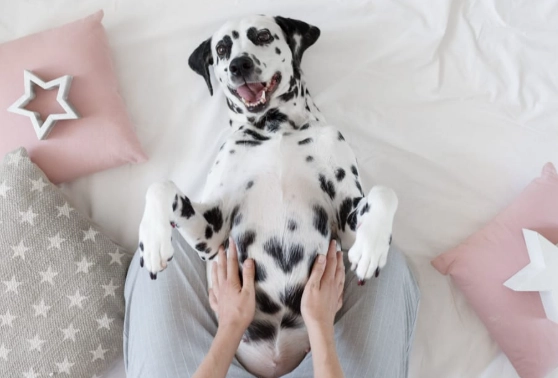 canine umbilical cord