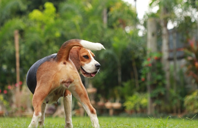 canine estrous cycle canine estrous cycle