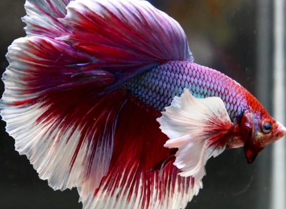 betta fish care