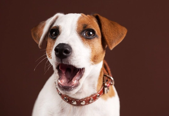 dog hiccups treatment