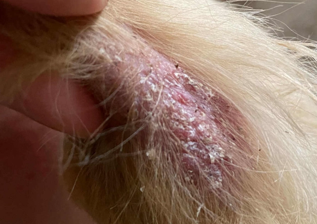 dog hot spot home remedy