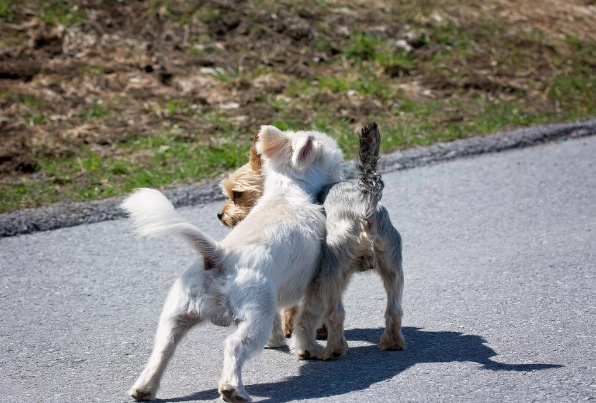 reheat hot dogs reheat hot dogs