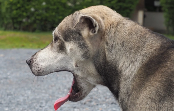 dog hiccups treatment