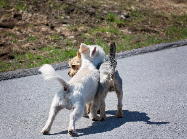 dog in heat dog in heat