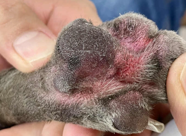 yeast infection in dogs