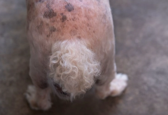 yeast infection in dogs