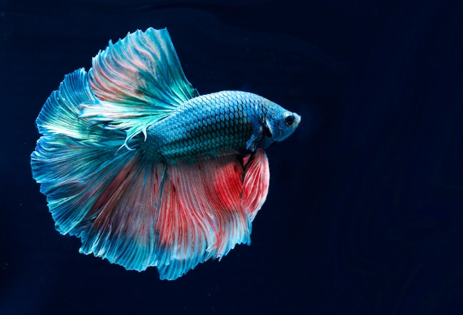 betta fish care