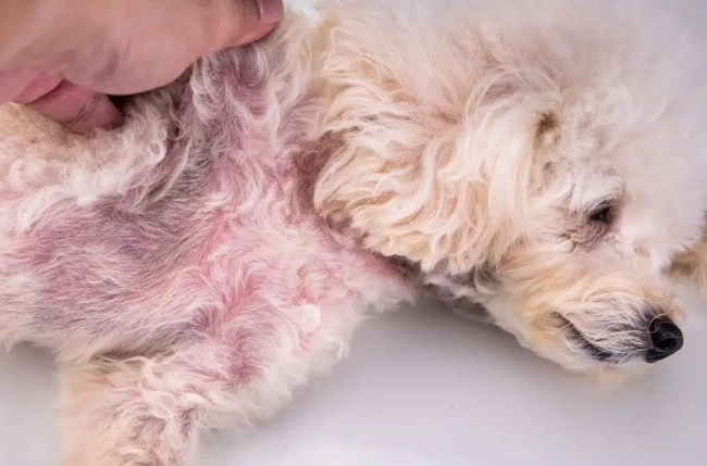 dog ear yeast infection