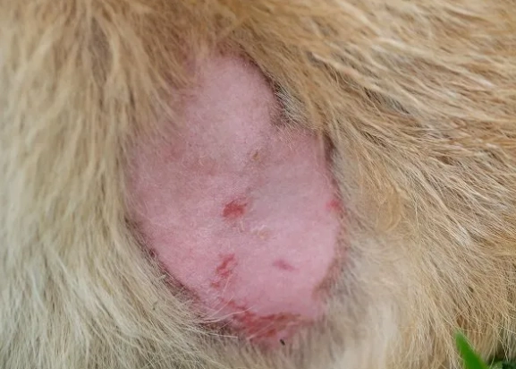 yeast infection in dogs