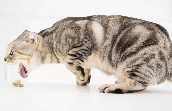 cat vomiting causes
