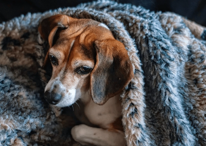 how long does a dog stay in heat how long does a dog stay in heat