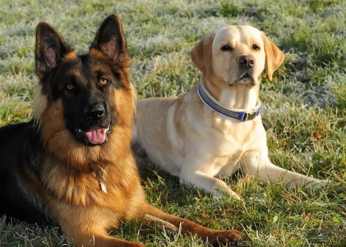 german shepherd lab mix puppy