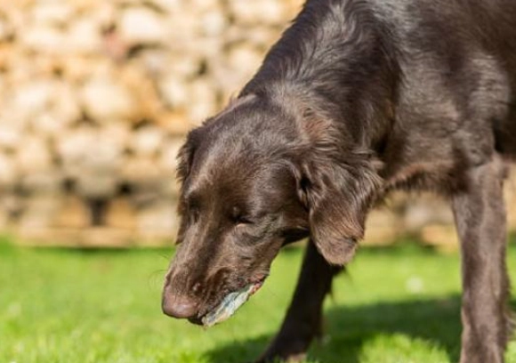 how to give activated charcoal to dogs
