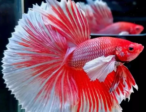 betta fish tank setup