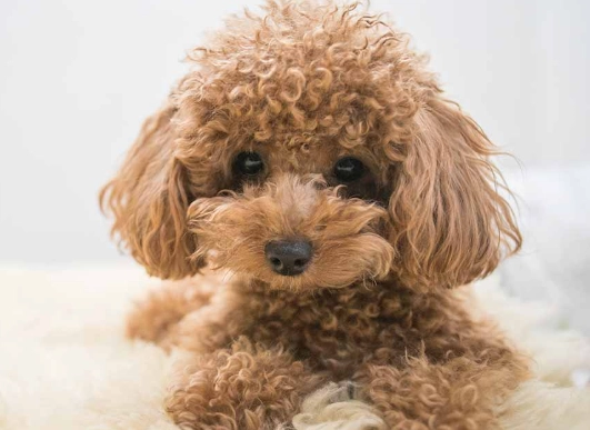 toy poodle puppies