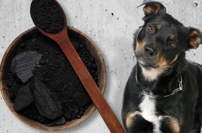 activated charcoal for dogs