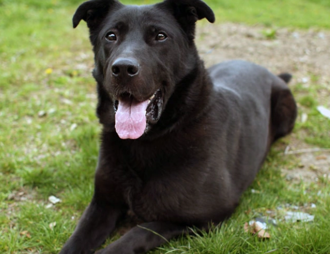german shepherd labrador mix