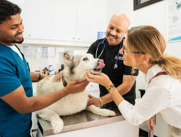 dog urinary tract infection