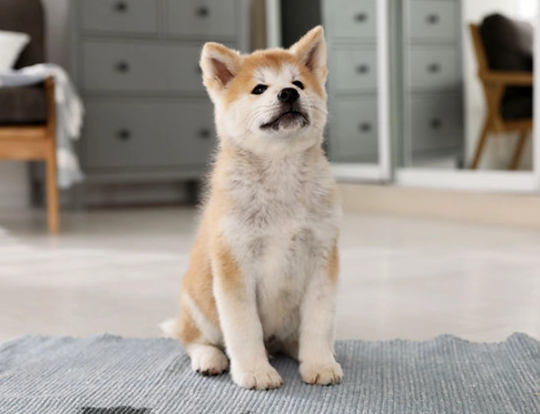 urinary tract infection in dogs urinary tract infection in dogs