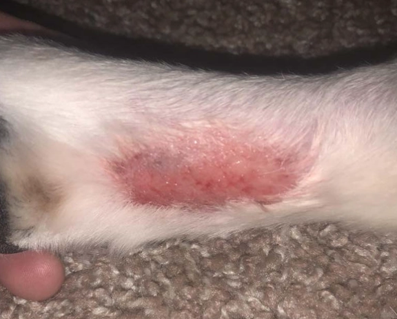 acute moist dermatitis in dogs
