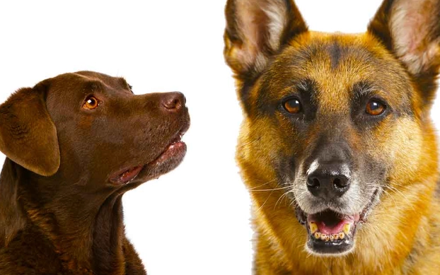 german shepherd lab mix puppy