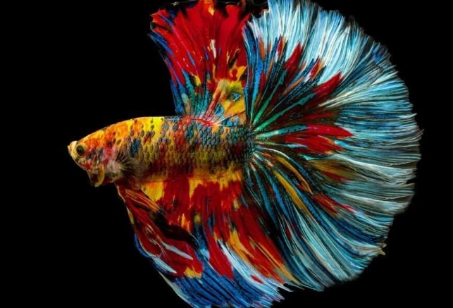 betta fish tank setup