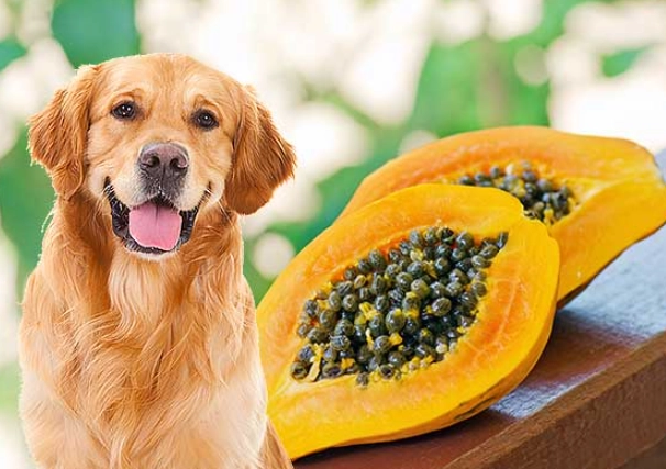 is papaya safe for dogs
