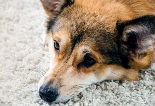 dog hiccups treatment