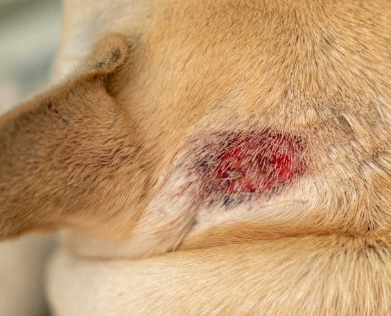 dog hot spot home remedy